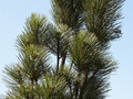 Pinus nigra Piramidalis IMG_3901 Sosna czarna
